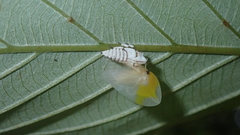 Phyllotropis