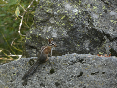 Long-eared Chipmunk observed by katherinehurley