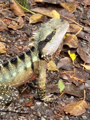Australian Water Dragon