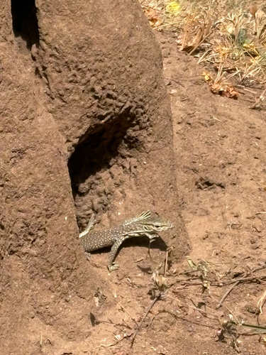 Bengal Monitor