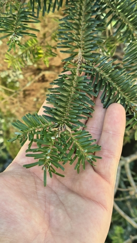 Abies fraseri
