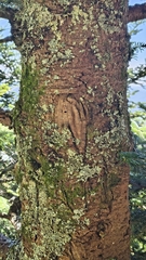 Abies fraseri, photograph (c) Juan Martínez Reina, some rights reserved (CC BY)