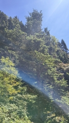 Abies fraseri, photograph (c) Juan Martínez Reina, some rights reserved (CC BY)