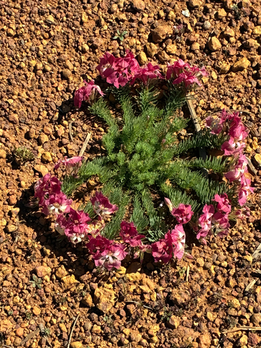 Wreath Leschenaultia