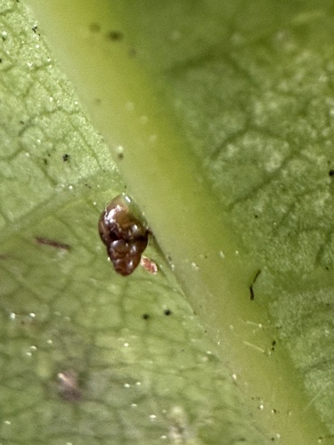 Tornatellinops novoseelandicus observed 2026-08-26