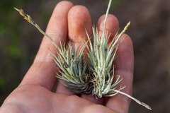 (c) Cody Hinchliff, some rights reserved (CC BY) Tillandsia loliacea, photograph (c) Cody Hinchliff, some rights reserved (CC BY)