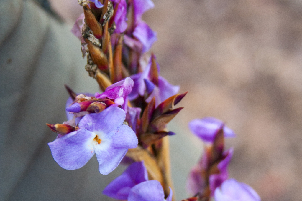 Tillandsia duratii; photograph (c) Cody Hinchliff, some rights reserved (CC BY)