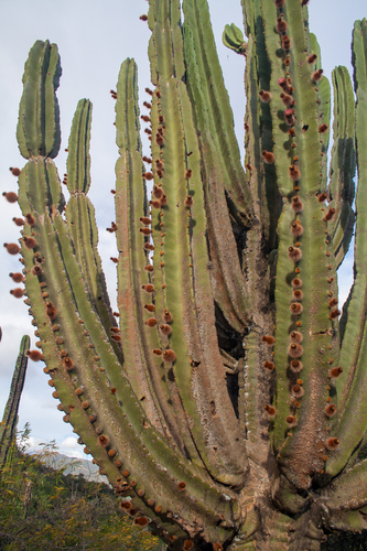Neoraimondia herzogiana, photograph 2