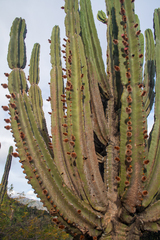 Neoraimondia herzogiana, photograph (c) Cody Hinchliff, some rights reserved (CC BY)