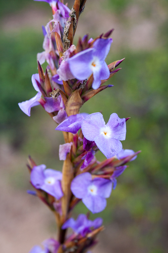 Tillandsia duratii, photograph 1