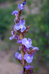 (c) Cody Hinchliff, some rights reserved (CC BY) Tillandsia duratii, photograph (c) Cody Hinchliff, some rights reserved (CC BY)