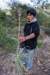 (c) Cody Hinchliff, some rights reserved (CC BY) Tillandsia duratii, photograph (c) Cody Hinchliff, some rights reserved (CC BY)