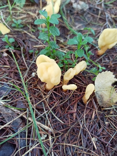 Yellow Fan