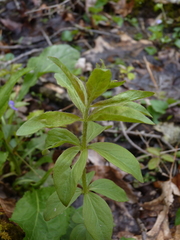 Lysimachia punctata