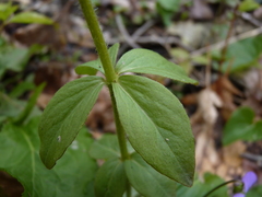 Lysimachia punctata