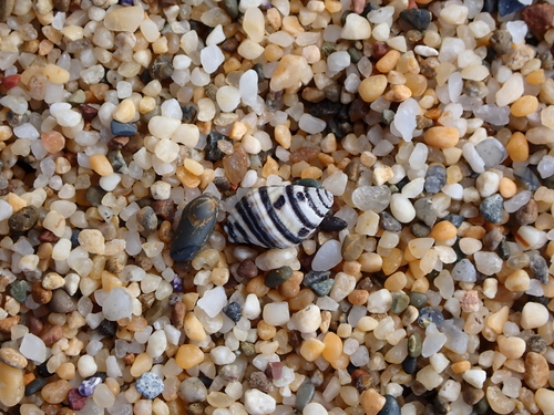 Engina lineata observed 2026-08-25