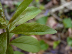 Lysimachia punctata