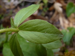 Lysimachia punctata