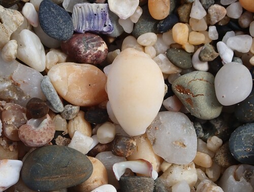 Cypraea ziczac observed 2026-08-25