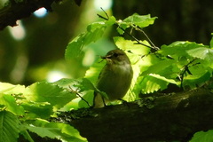 Ficedula