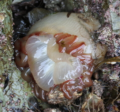 Cribrinopsis fernaldi