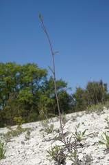 Brassica elongata pinnatifida