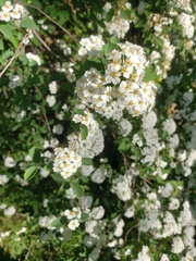 Spiraea × vanhouttei