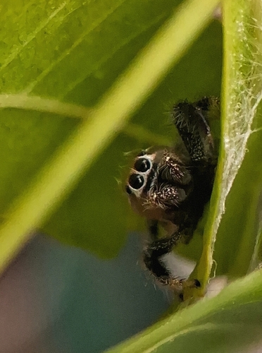 Thyene imperialis