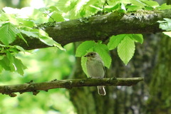 Ficedula