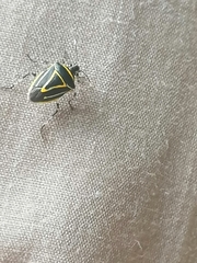 Mormidea triangularis