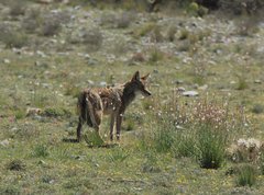Canis latrans microdon