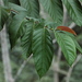 Ficus semicordata - Photo (c) Phuentsho, algunos derechos reservados (CC BY-NC-SA), uploaded by Phuentsho