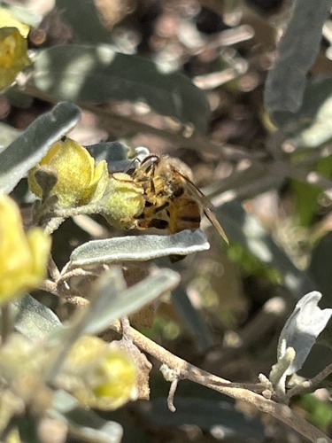 Western Honey Bee