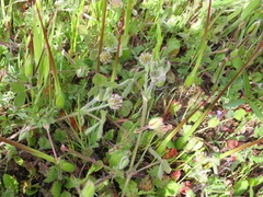 Trifolium microcephalum