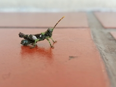 Rhabdophilacris sylvatica