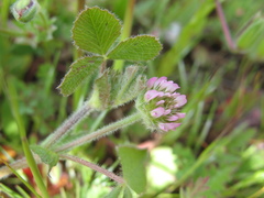 Trifolium microcephalum