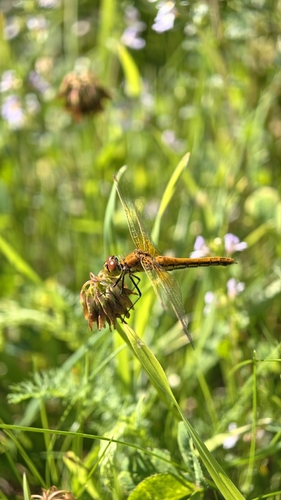 Yellow-winged Darter