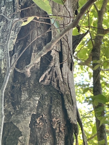 Angus’ Underwing