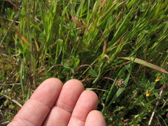 Trifolium microdon