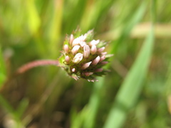 Trifolium microdon