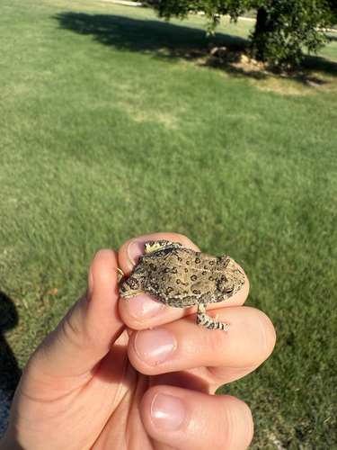 Woodhouse's Toad