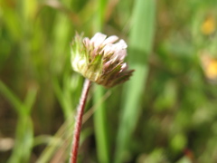 Trifolium microdon