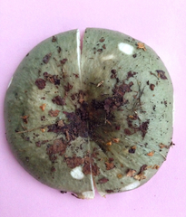 Russula grisea