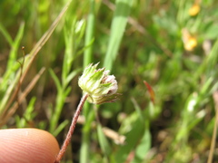 Trifolium microdon