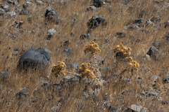 Carlina graeca