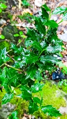 Ilex colchica