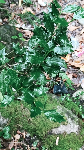 Ilex colchica, photograph 2