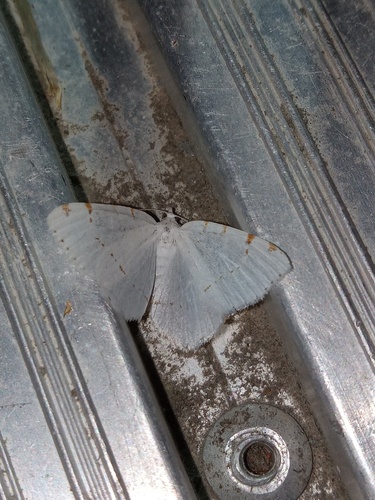 Lesser Maple Spanworm Moth