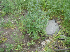 Dracocephalum thymiflorum