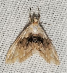 Lipocosma sicalis
